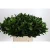 Ruscus Hypophyllum