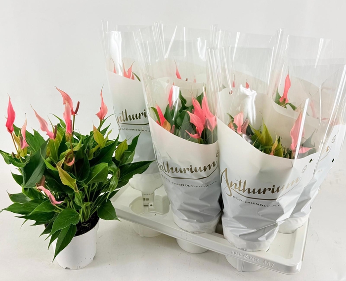 <h4>ANTHU LILLI</h4>