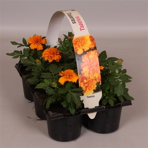 Tagetes Patula oranje 6p