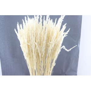Dried Erba Cristina Bleached Bunch