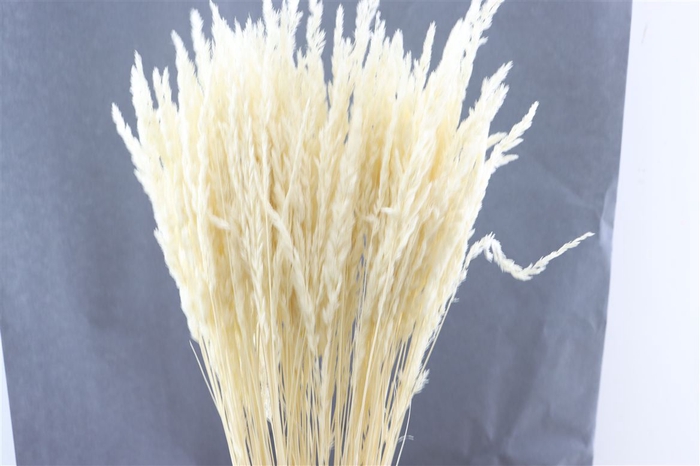 <h4>Dried Erba Cristina Bleached Bunch</h4>