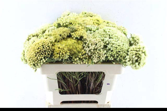 <h4>BRUN PALEACEA</h4>