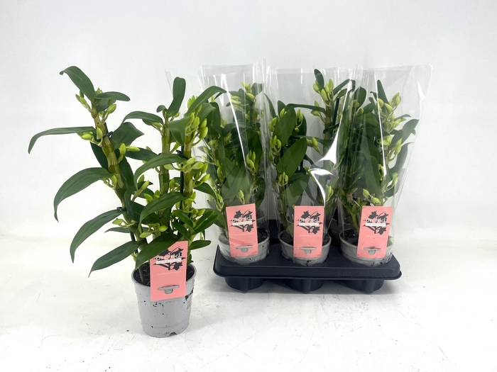 <h4>DENDR N SC APOLLON</h4>