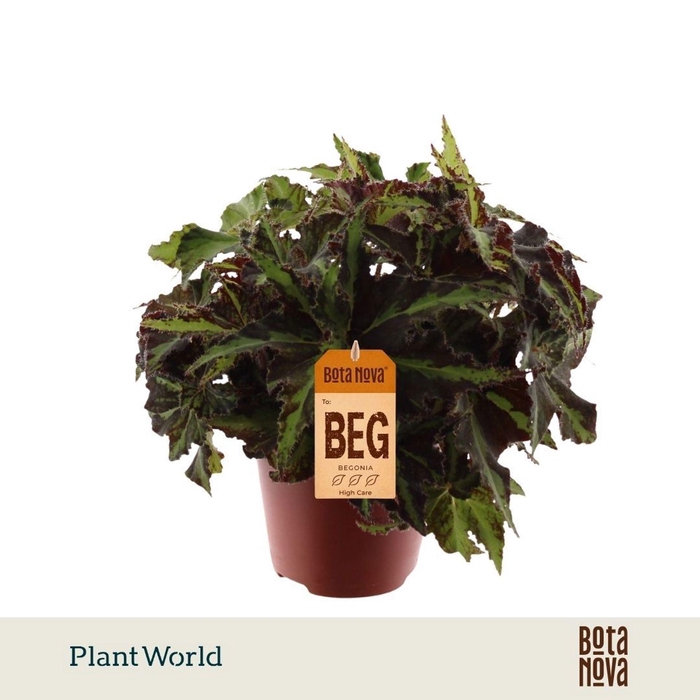 <h4>Begonia (Rex Grp) Magic Colours Lio</h4>