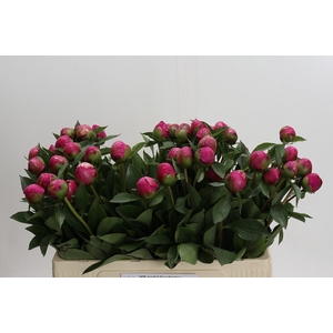 Paeonia Pink Panther