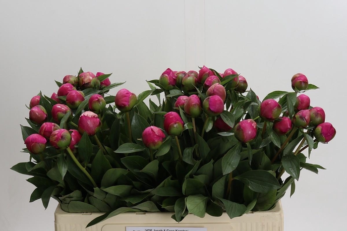Paeonia Pink Panther