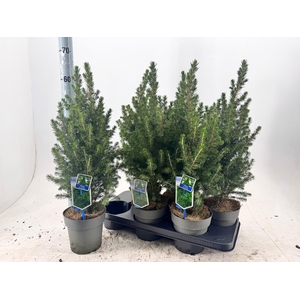 PICEA GL DECEMBER