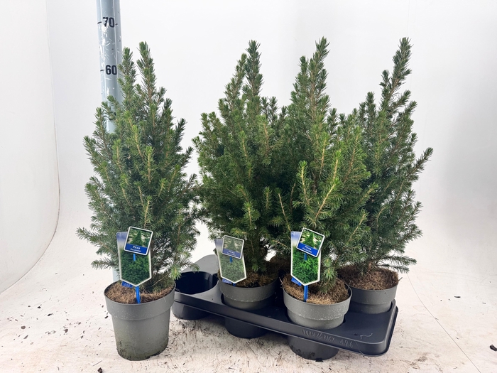 <h4>PICEA GL DECEMBER</h4>