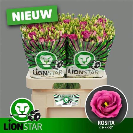 <h4>Eus G Rosita Cherry</h4>