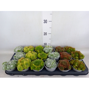 Sempervivum   ...mix