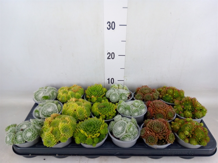 <h4>Sempervivum   ...mix</h4>