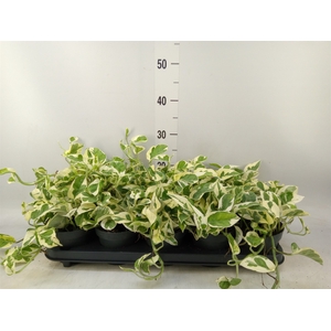 Epipremnum pinn. 'NJoy'