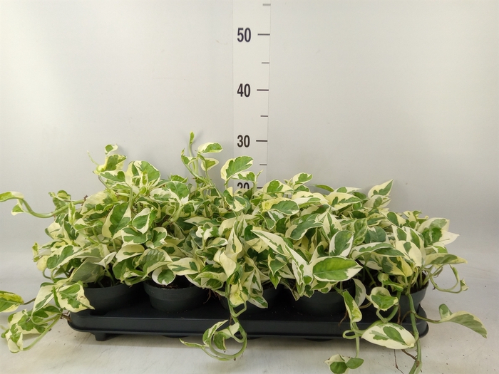 <h4>Epipremnum pinn. 'NJoy'</h4>