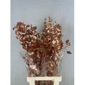 DF Lunaria Bs Copper