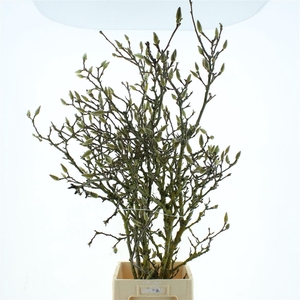 Magnolia Grandiflora 130cm (grillig)