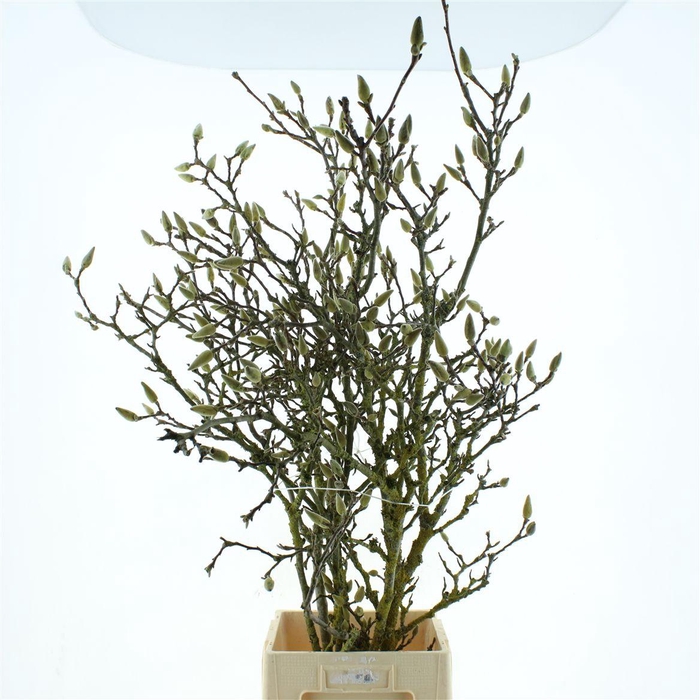 <h4>Magnolia Grandiflora 140cm (grillig)</h4>