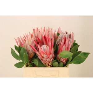 PROTEA CYNAROIDES