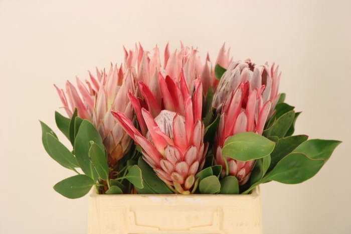 <h4>PROTEA CYNAROIDES</h4>