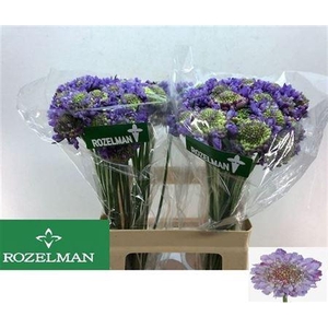 Scabiosa Lavendel Scoop