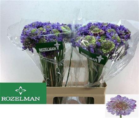 <h4>Scabiosa Lavendel Scoop</h4>