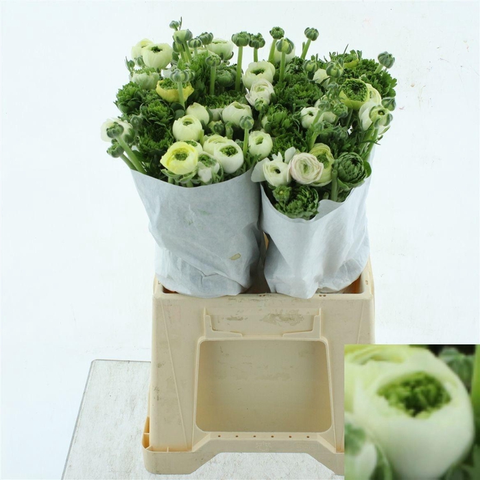 <h4>RANUNCULUS OV</h4>