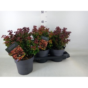 Leucothoe axillaris 'Curly Red'