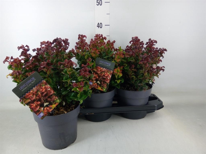 <h4>Leucothoe axillaris 'Curly Red'</h4>