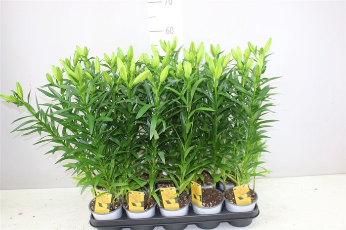 <h4>Lil Az Yellow 3pp</h4>