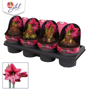 Hippeastrum   ...