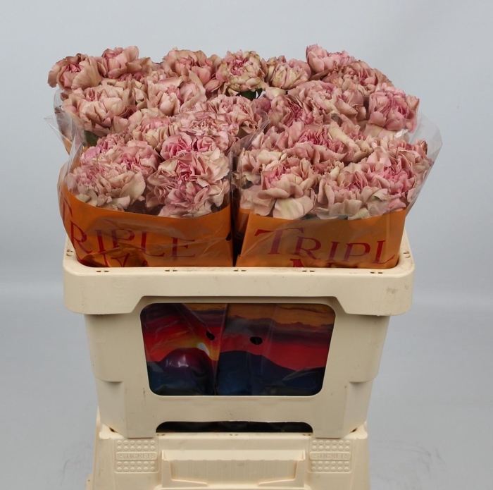 <h4>DI ST HAPPY CHERY</h4>