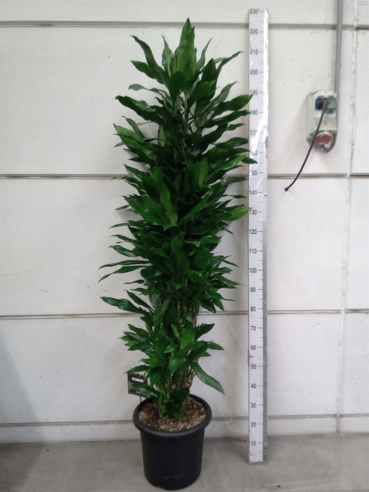 <h4>Dracaena frag. 'Steudneri'</h4>