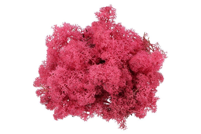 <h4>Mos Iceland Fuchsia</h4>