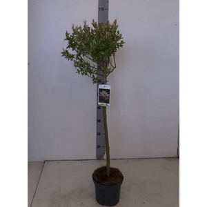 SALIX IN HAKURO NISH P17 90CM