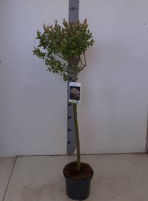 <h4>SALIX IN HAKURO NISH P17 90CM</h4>