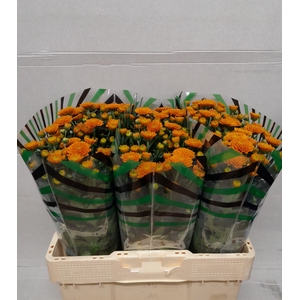 CHR S ELLISON ORANGE