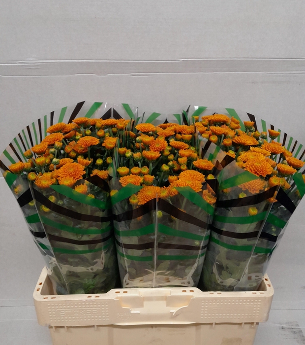 <h4>CHR S ELLISON ORANGE</h4>