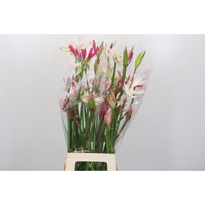 Nerine Mix