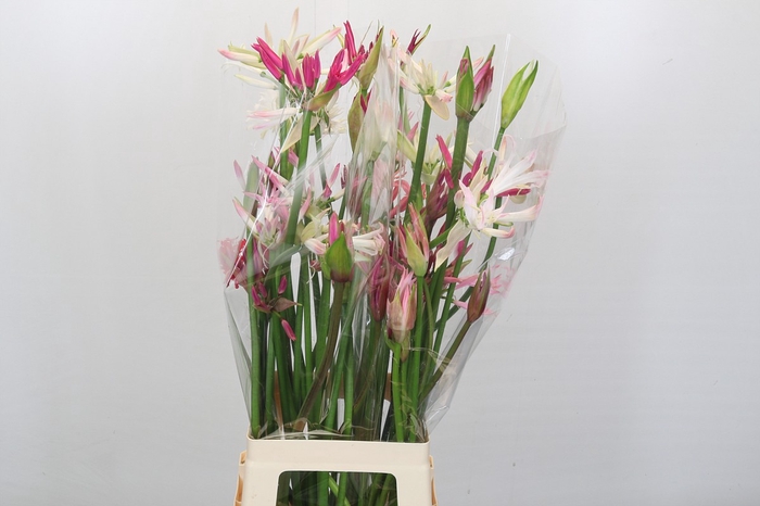 Nerine Mix