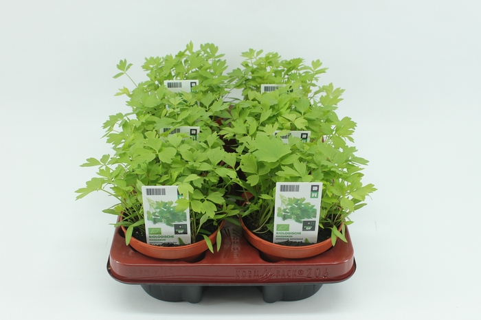 <h4>BKH groente 50940 bio Maggi</h4>