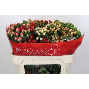 Hypericum Rainbow Romance Spray