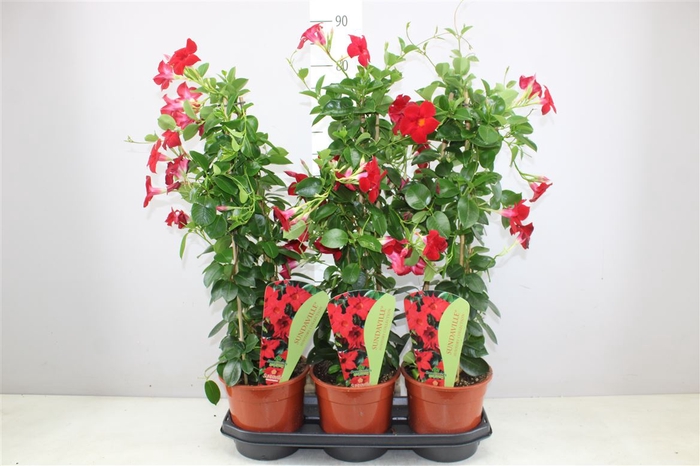 <h4>Mandevilla Sun Red Pyramide</h4>