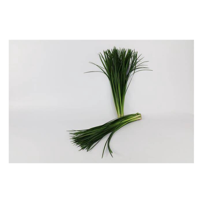 <h4>LILYGRASS</h4>