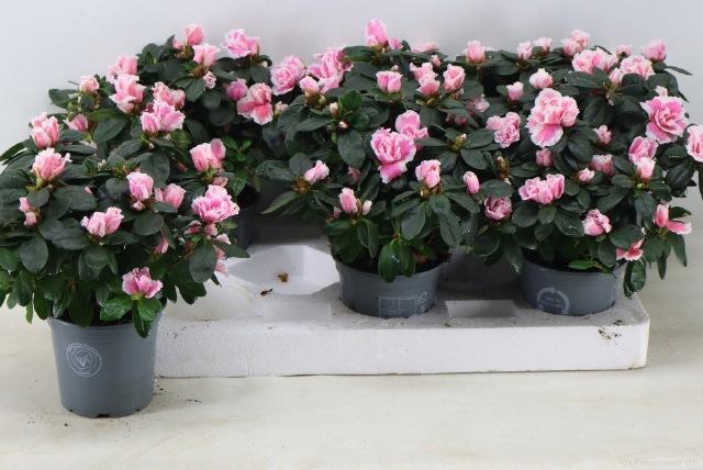 <h4>RHODO SI INGA</h4>