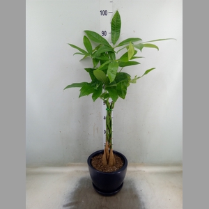 Pachira aquatica