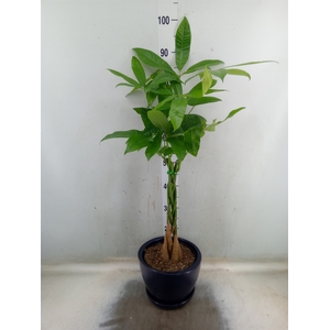 Pachira aquatica