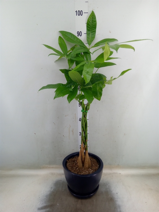<h4>Pachira aquatica</h4>