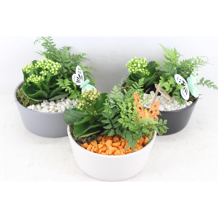 <h4>Arr2 Pl - Ker. Schaaltje Mix X3 - Oranje/wit</h4>