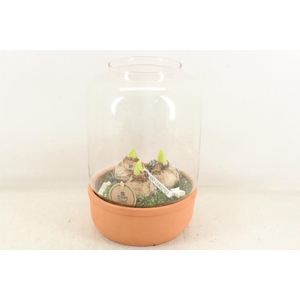 arr4 Hyacint PL - Terra/glas windlicht XL