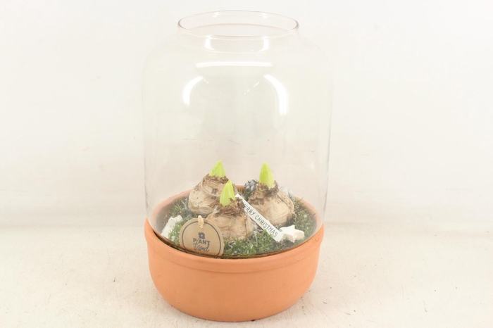 arr4 Hyacint PL - Terra/glas windlicht XL