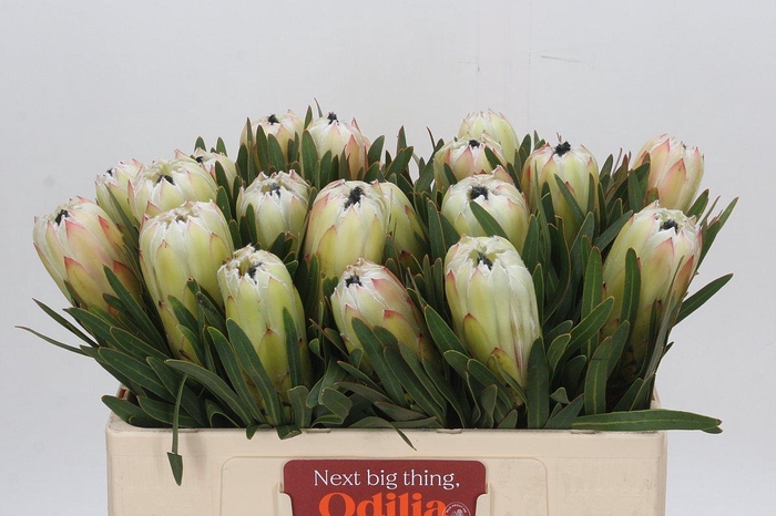 <h4>Protea White Night</h4>